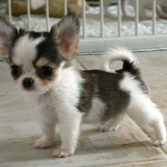 Chihuahua pur sang